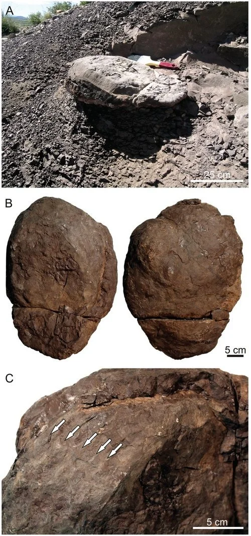 Le Bon, la Brute et le Truand : recette facile pour survivre à la plus grande extinction de l’histoire de la vie.