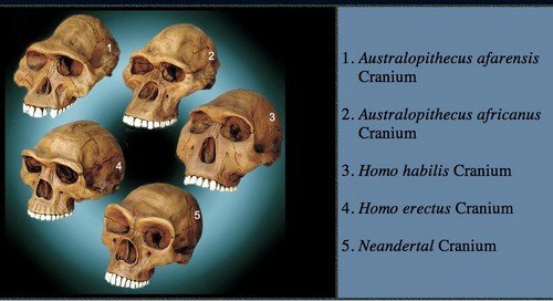 Le cassage de gueule est-il aux origines de l’humanité ?