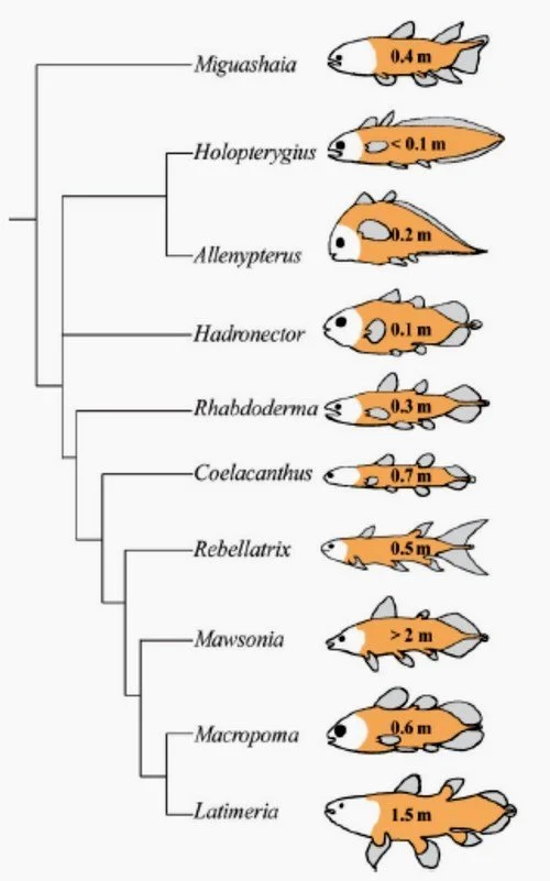 Le coelacanthe : un « presque fossile vivant »