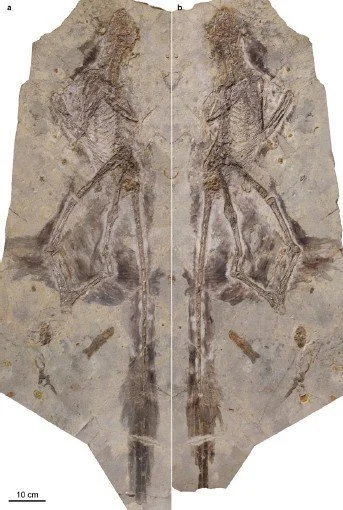 Le dinosaure parachutiste savait-il vraiment voler ?