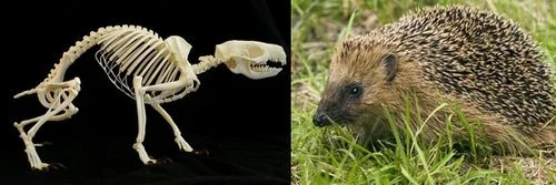 Le Père Noël chez les dinosaures et le syndrome du hérisson