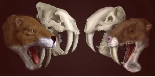 Le tigre à dents de sabre qui n’en était pas un