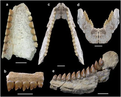 Les dents de la mer des phosphates