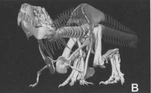 Pas de bras, pas de chocolat : le cas de Tyrannosaurus et Majungasaurus