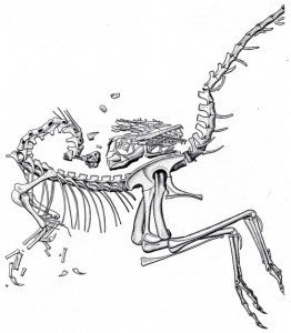 Petit déjeuner chez Compsognathus