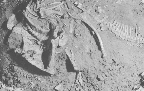 Post-scriptum : Protoceratops et le syndrome de Cendrillon