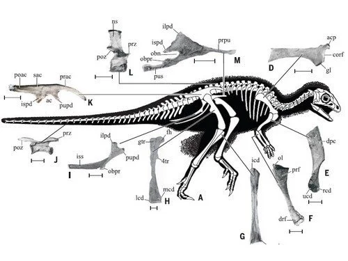 Prête-moi ta plume, bel ornithischien