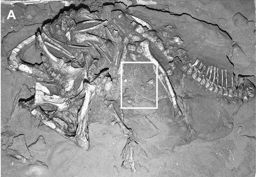 Protoceratops et le Syndrome de Cendrillon