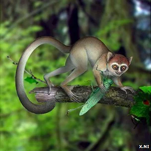 Qui a commencé à faire le singe ? Archicebus se raccroche aux branches, là où Ida trébucha…