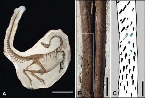Sex and the Dino : le dinosaure à plumes qui fait déborder le vase