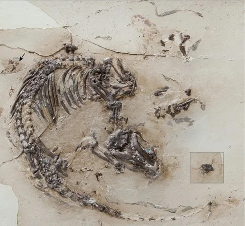 Spinolestes, un Mammifère Triconodonte du Crétacé épineux et blindé !