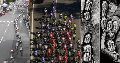 Tour de France : le peloton a 350 millions d’années