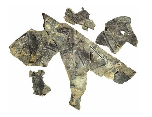 Un dinosaure qui avait le bras long