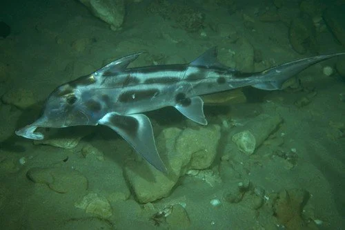 Un fossile vivant sans fossile, le masca laboureur