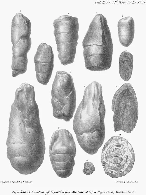 Vomi, caca, pipi, prout et crotte de nez – les mots de la paléocradologie