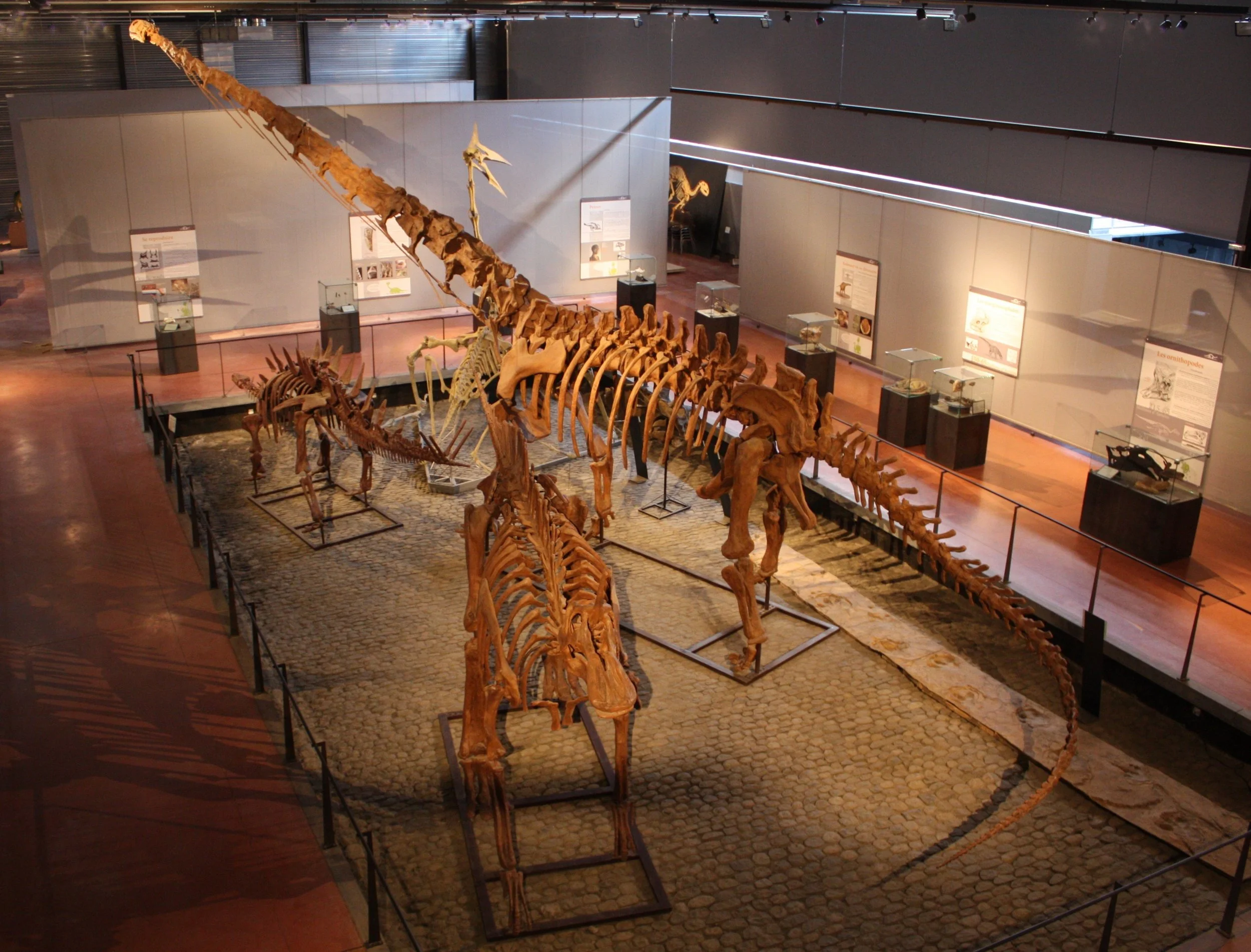 Exposition de fossiles de dinosaures dans un musée, avec plusieurs squelettes en bois et panneaux explicatifs.