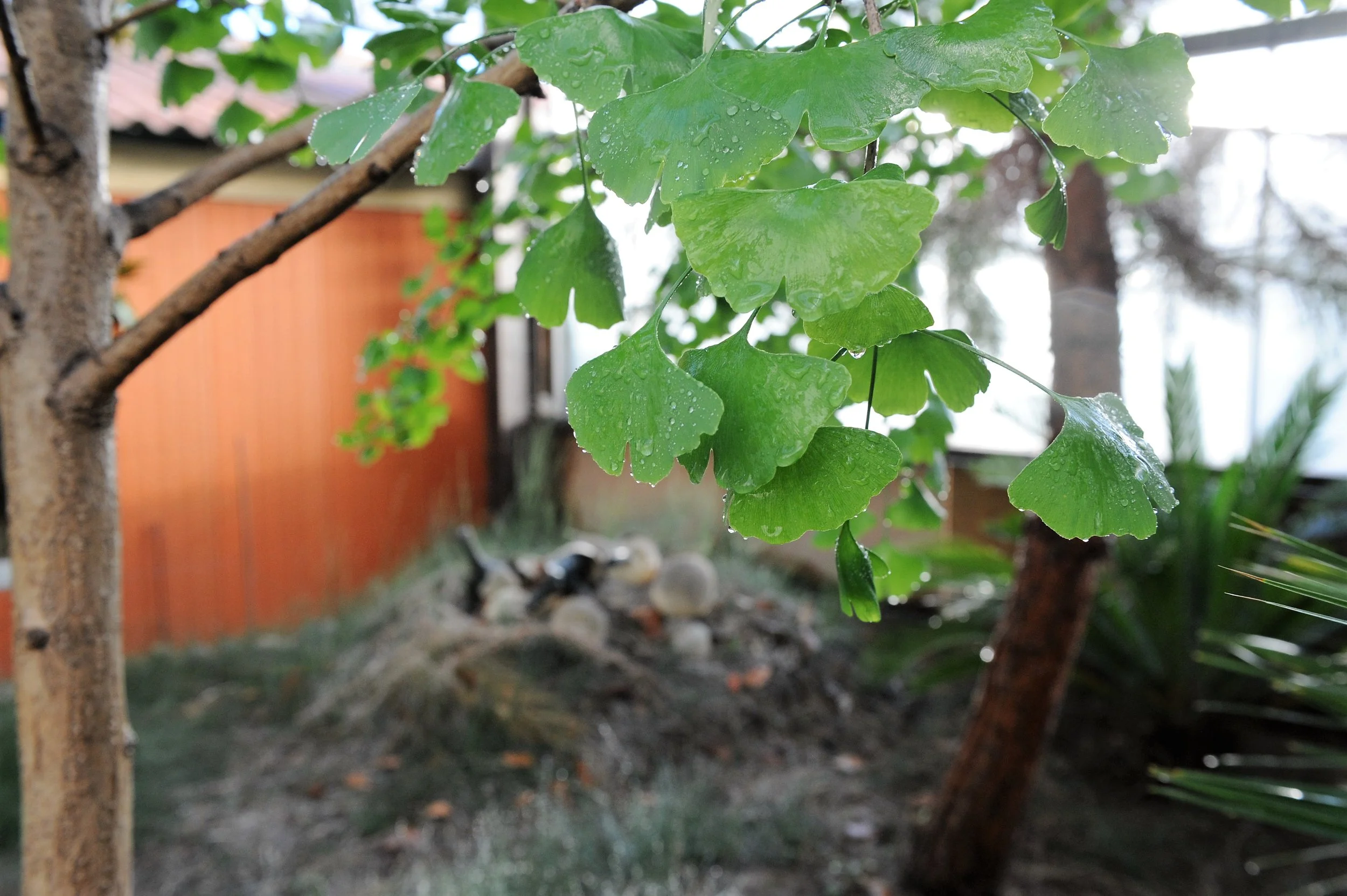 Feuilles vertes d'un arbre avec des gouttelettes d'eau, dans un jardin ou un espace extérieur.