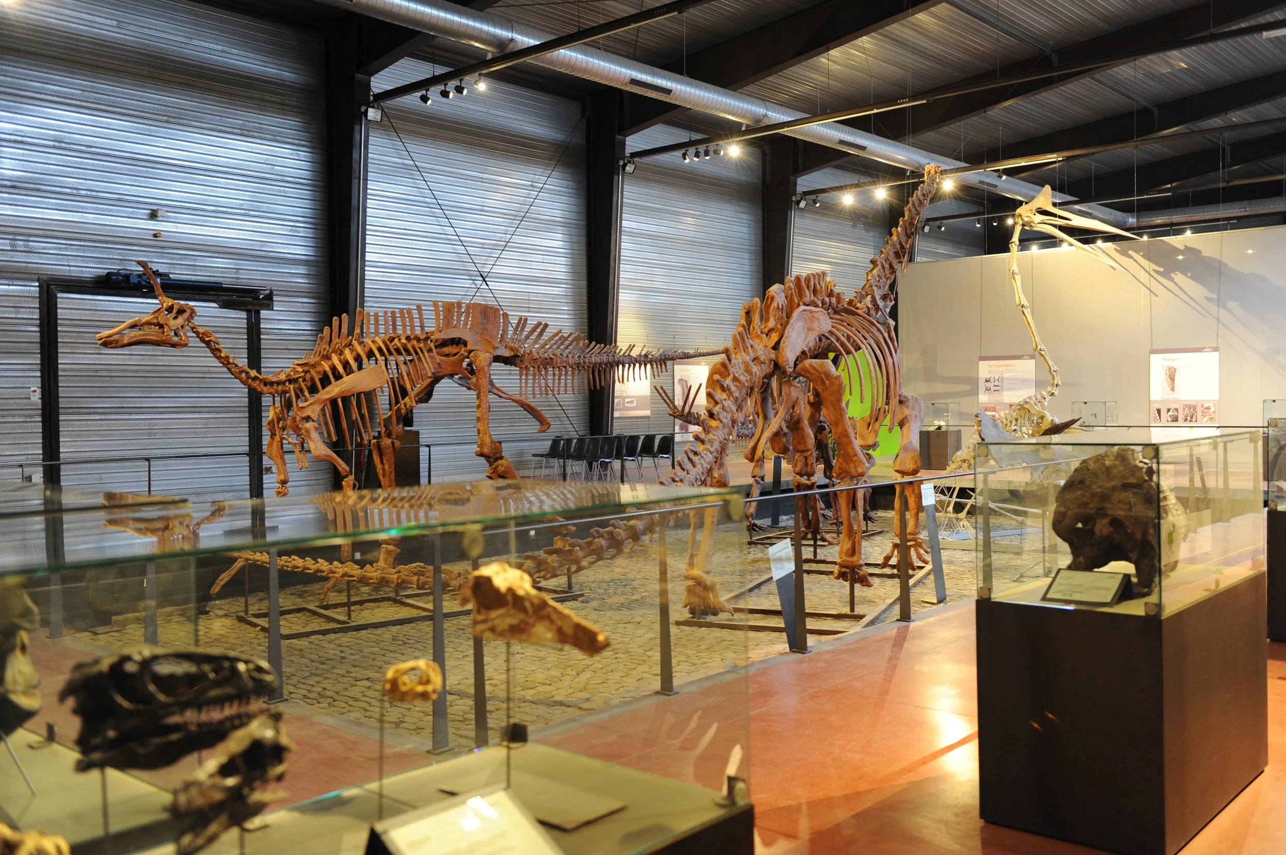 Squelette de dinosaure dans un musée, exposé derrière une vitre, avec d'autres fossiles et panneaux explicatifs à proximité.