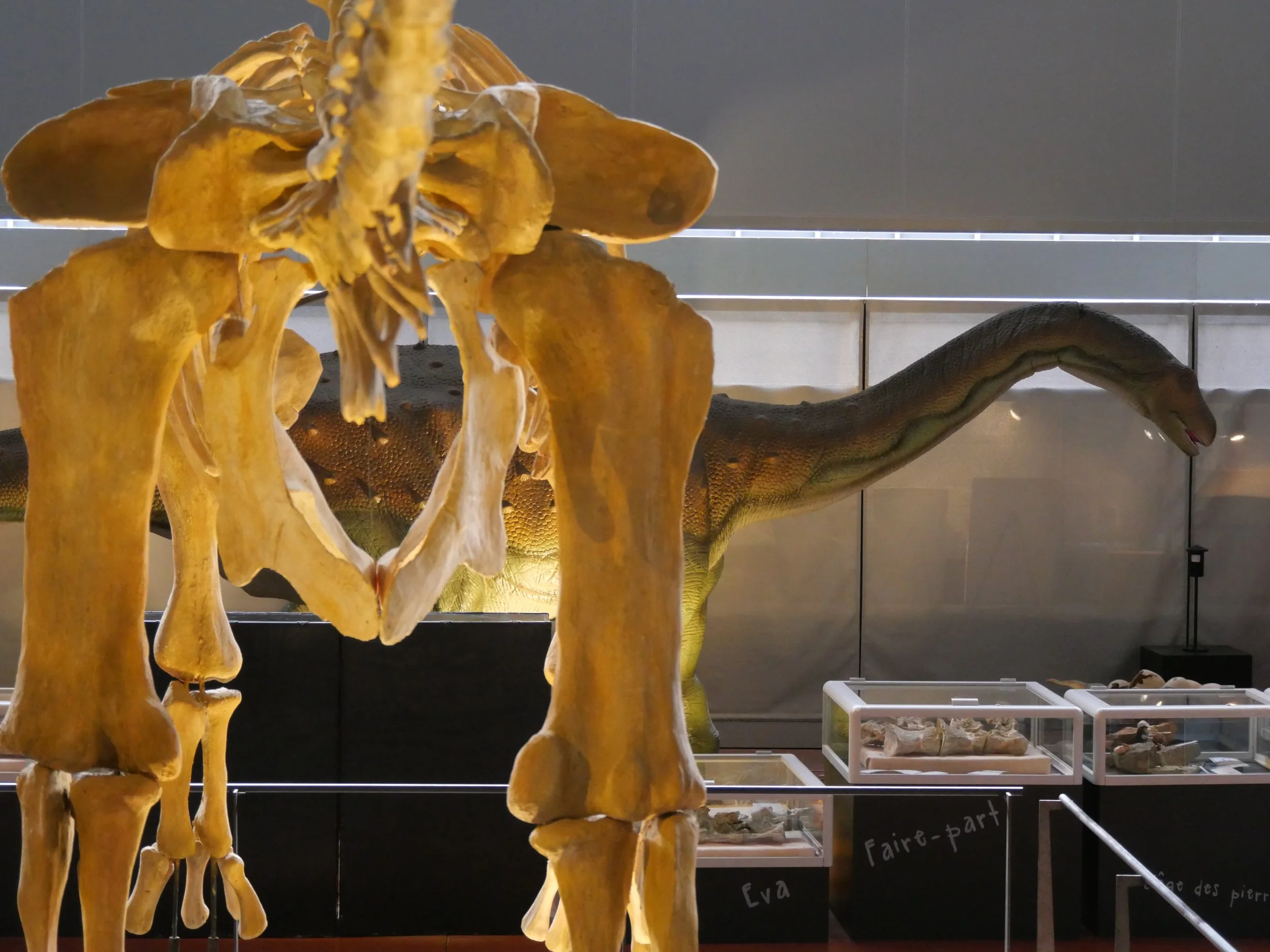 Restes d'un squelette de dinosaure en exposition dans un musée, avec des vitrines contenant des fossiles en arrière-plan.