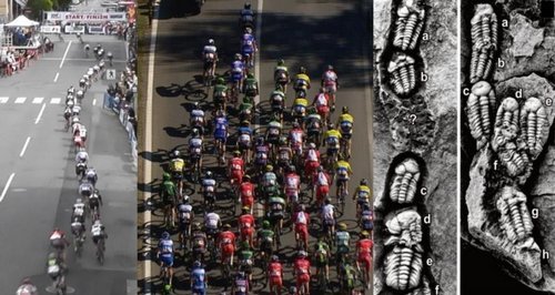 Tour de France : le peloton a 350 millions d’années