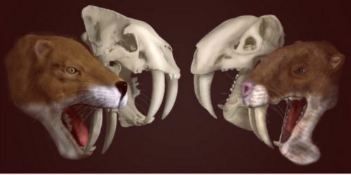 Le tigre à dents de sabre qui n’en était pas un