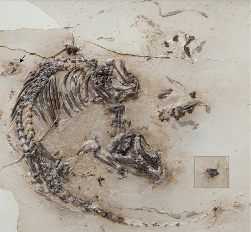 Spinolestes, un Mammifère Triconodonte du Crétacé épineux et blindé !