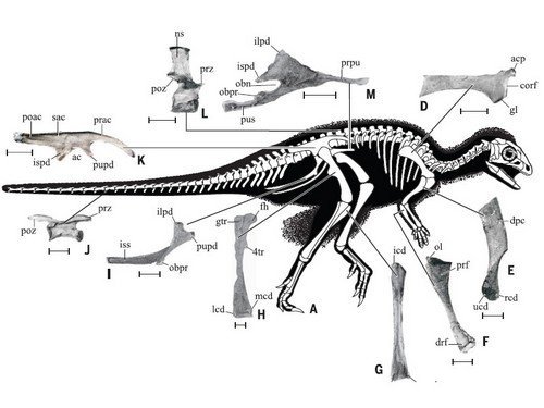 Prête-moi ta plume, bel ornithischien
