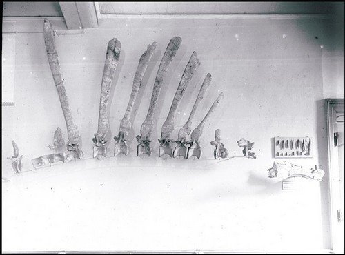 Bien que rampant, le Spinosaurus nouveau porte haut sa crête!