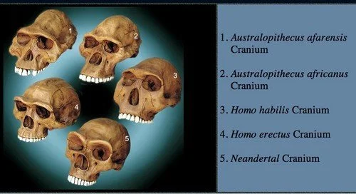 Le cassage de gueule est-il aux origines de l’humanité ?