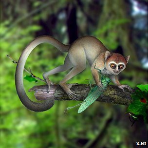 Qui a commencé à faire le singe ? Archicebus se raccroche aux branches, là où Ida trébucha…