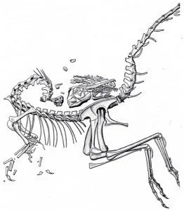 Petit déjeuner chez Compsognathus