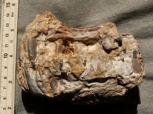Un « Alien » dans le Var