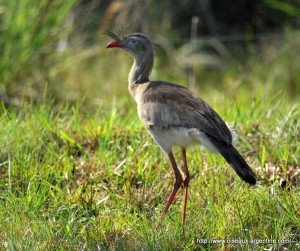 Attention, le gros oiseau va sortir ! D’Amérique …