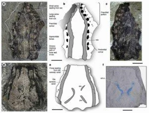 Le coelacanthe ou les hésitations d’un fossile vivant