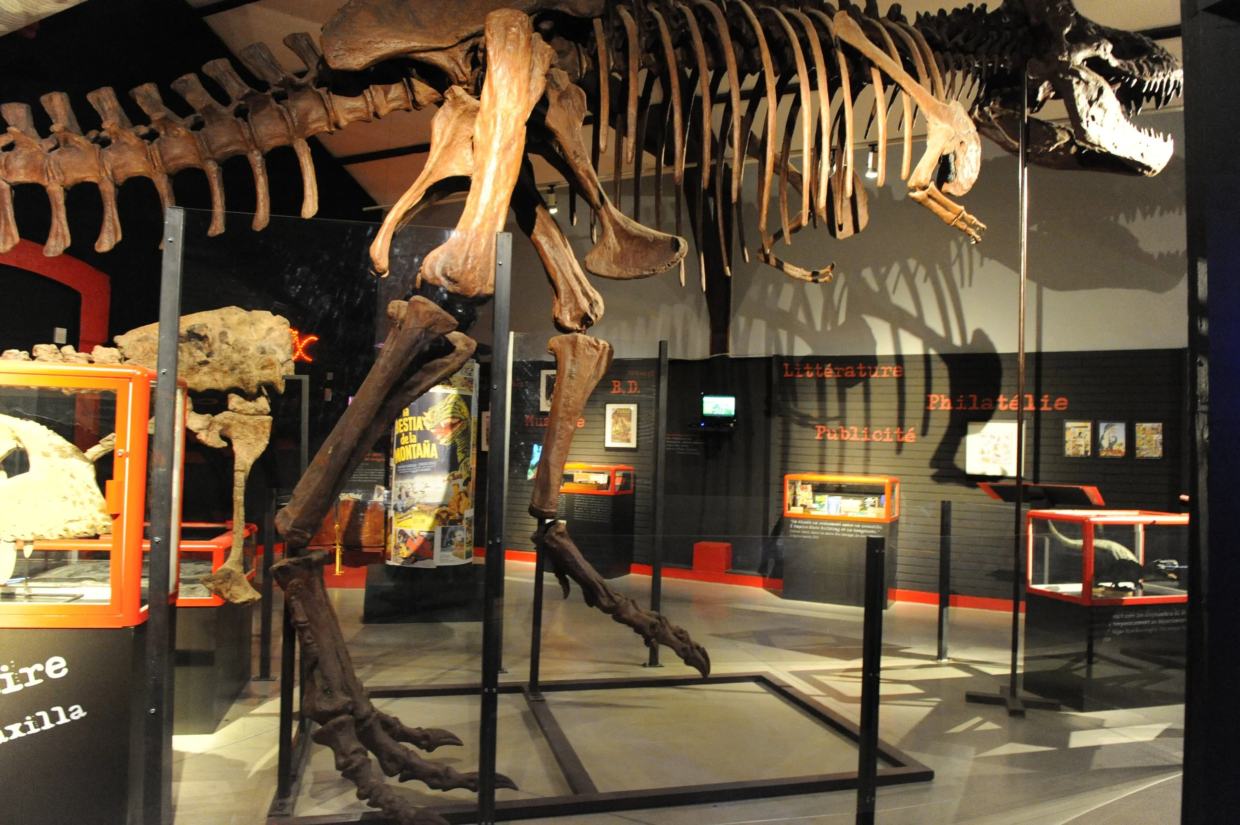 Fossiles d’un dinosaure t-rex exposé dans un musée, avec un panneau en arrière-plan contenant des textes en français.