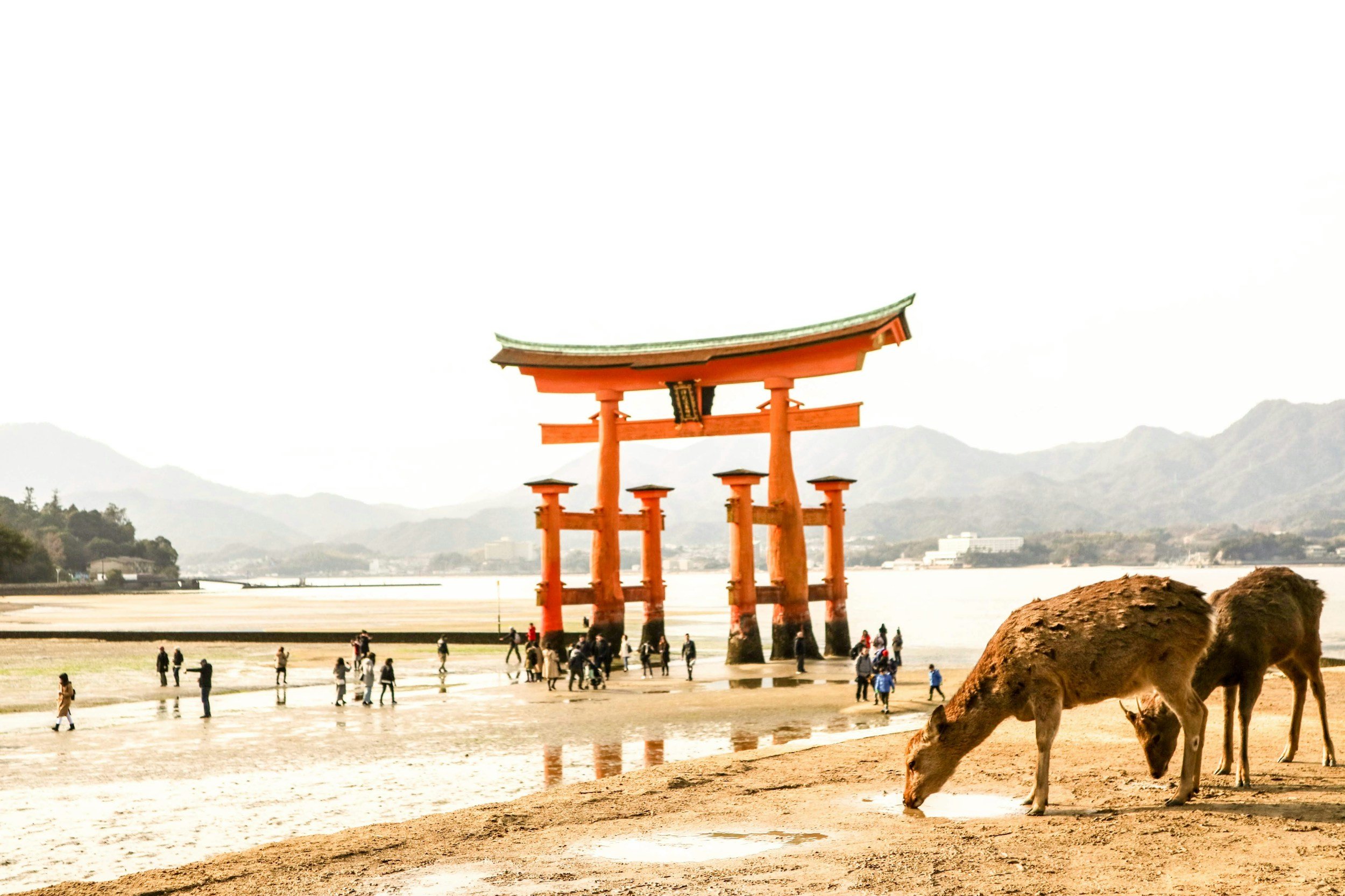 Traditional Japanese torii gate situated over water, in Miyajima, with mountains in the background and a group of people, along with deer, on the sandy shore of Seto Inland Sea (Hiroshima) in the foreground.