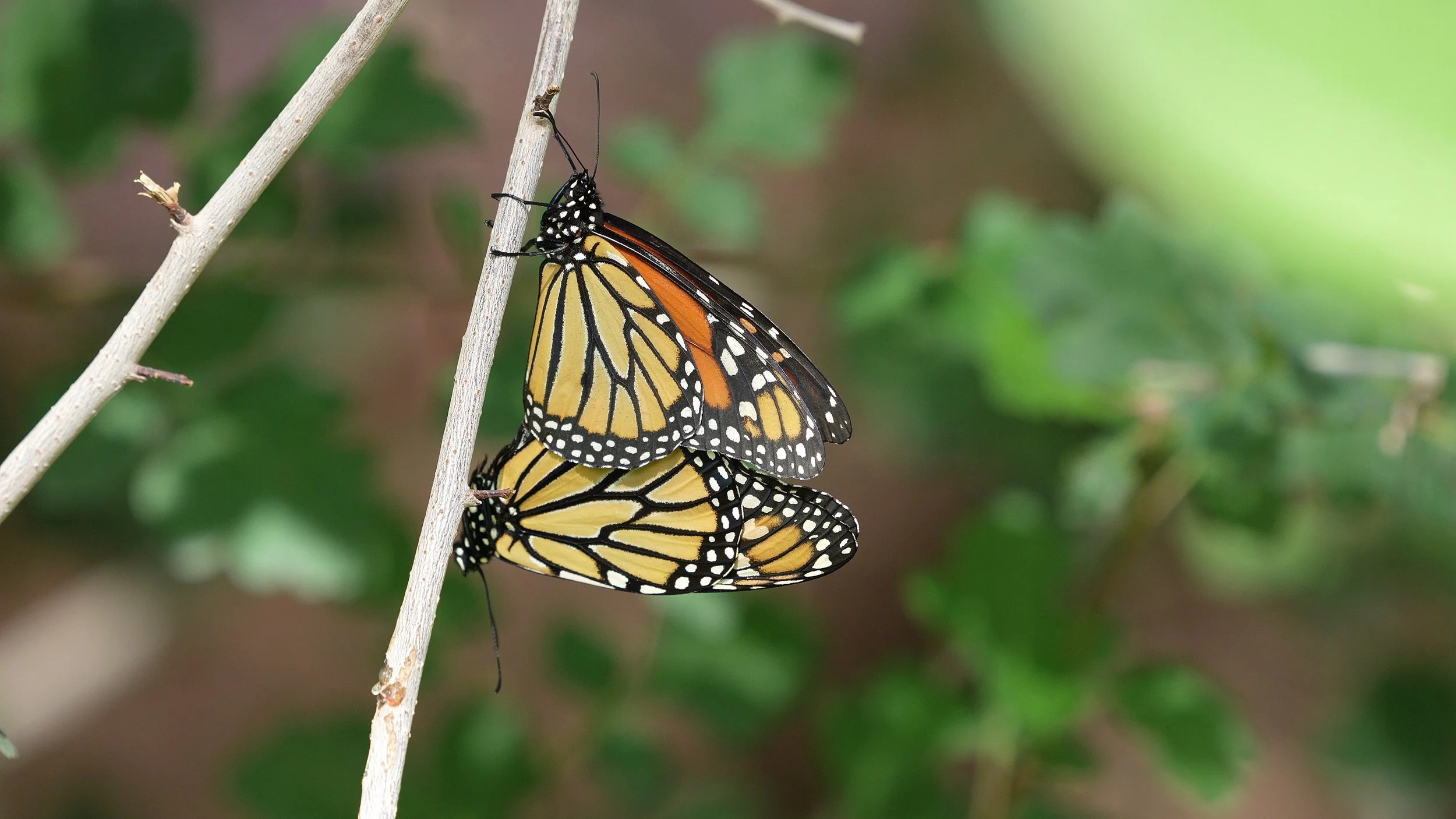 A monarch butterfly with orange, black, and white patterned wings resting on a thin, pale branch with green foliage blurred in the background.