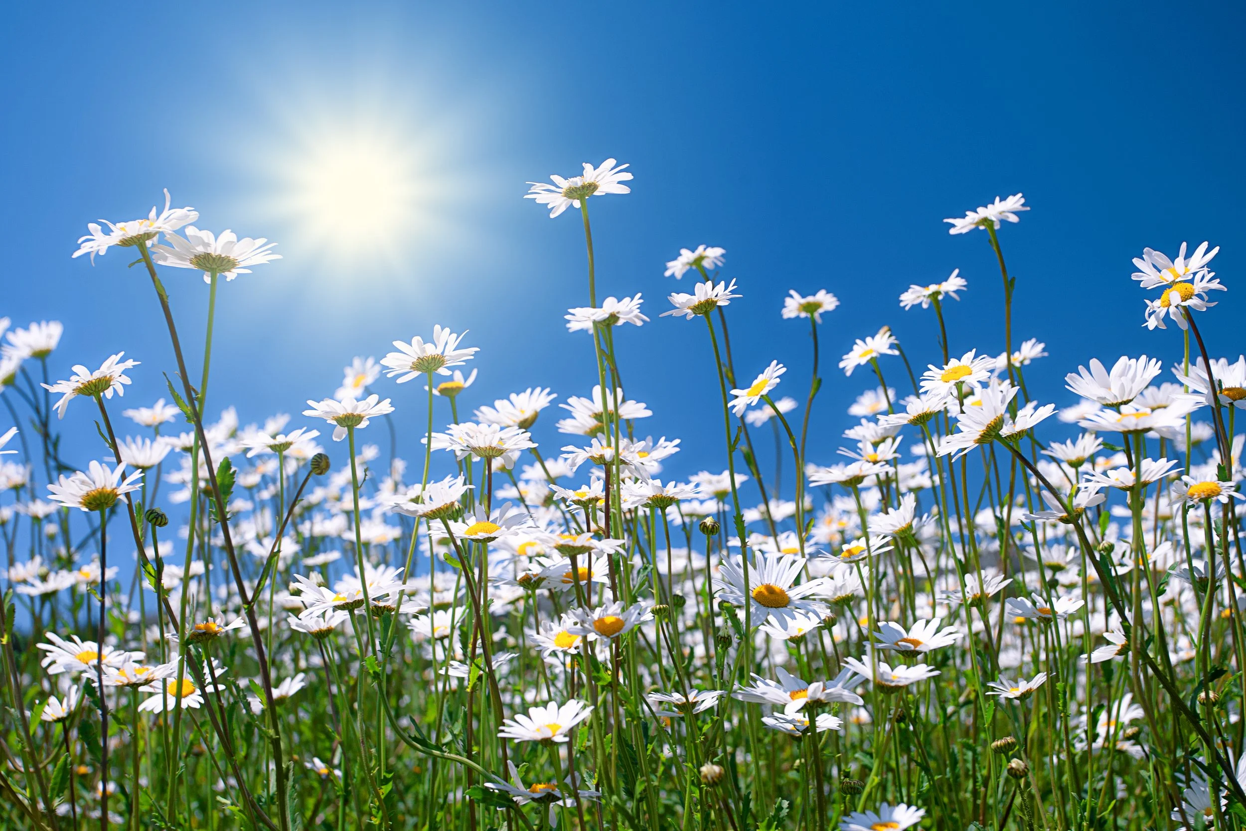 A field of white daisies with yellow centers under a clear blue sky and the sun shining brightly.