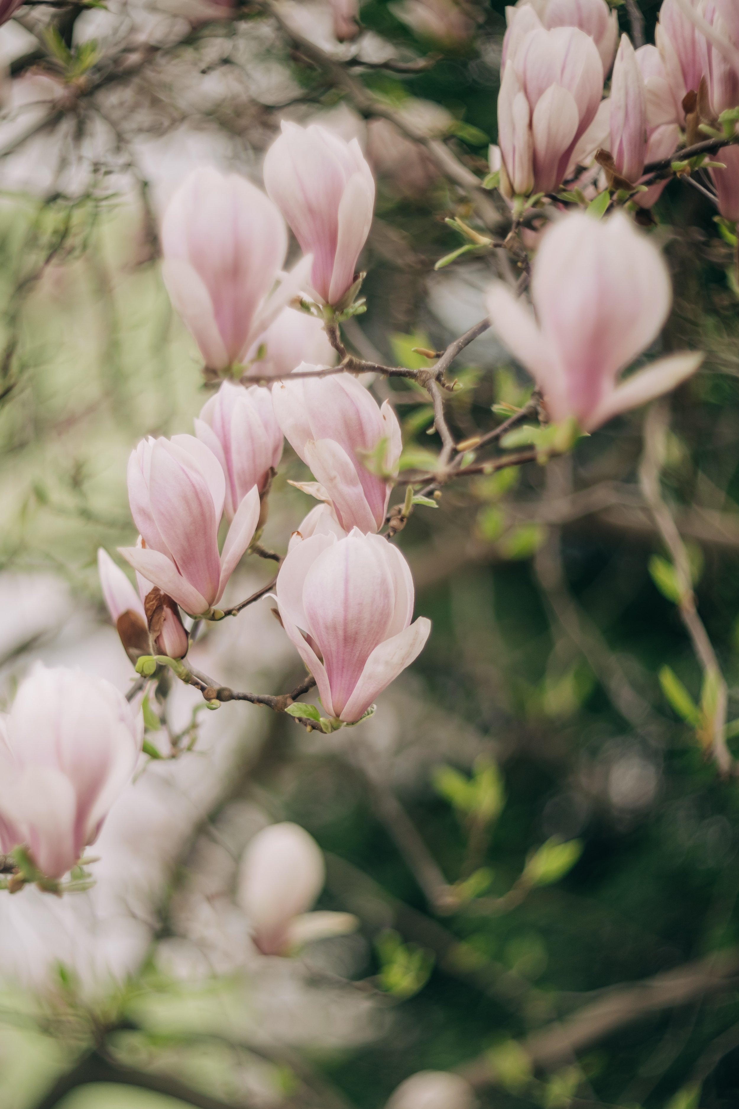 Close-up view of pink magnolia flowers blooming on tree branches with blurred background of greenery.