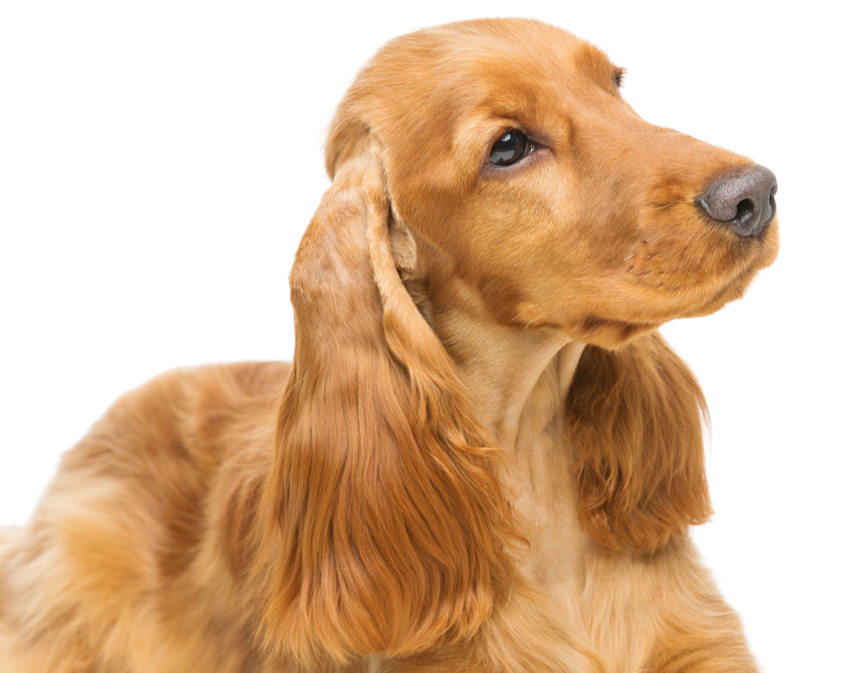 Close-up of a cocker spaniel dog with a detailed face and long ears, looking to the side.