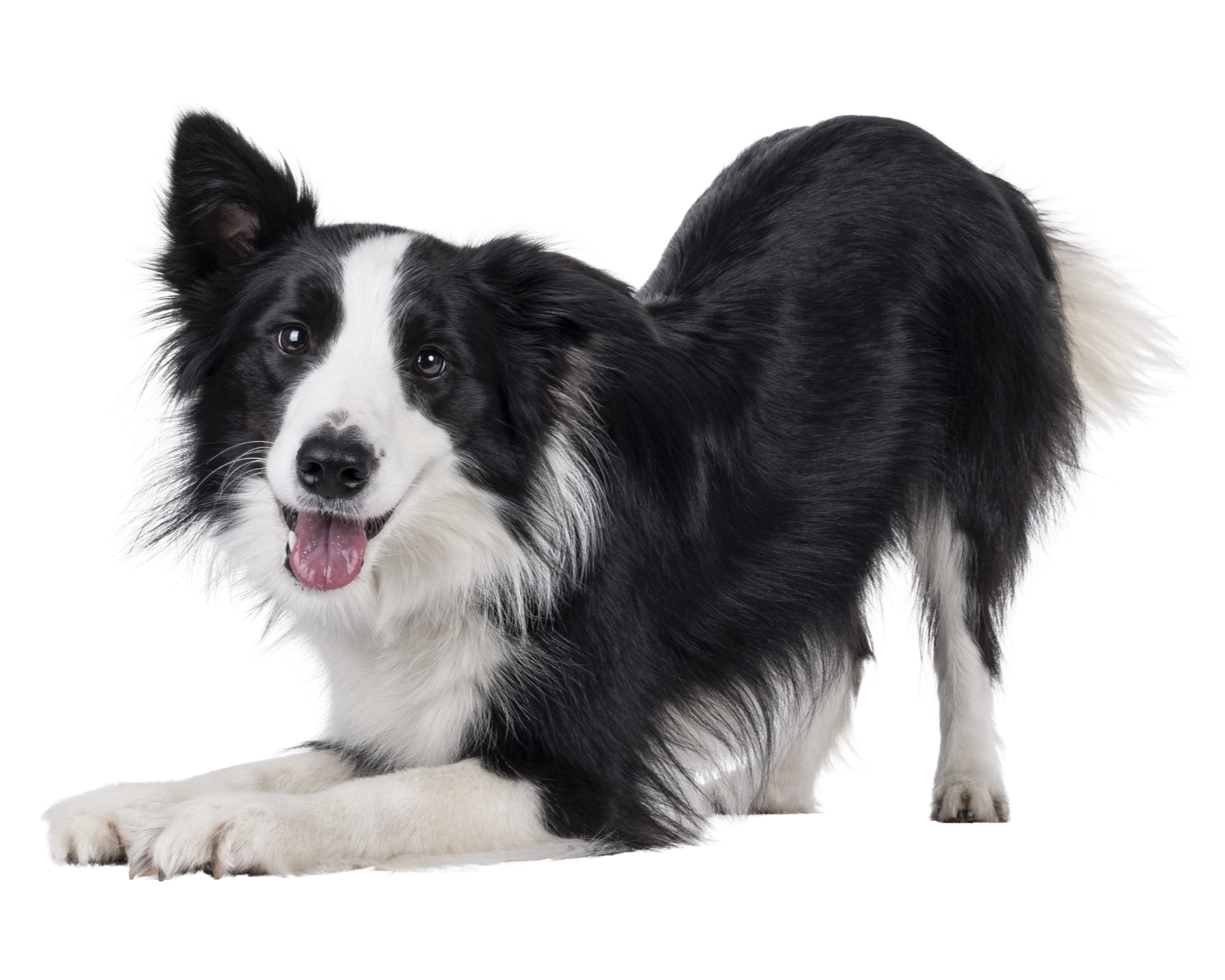 A black and white Border Collie dog lying down with tongue out and looking at the camera.