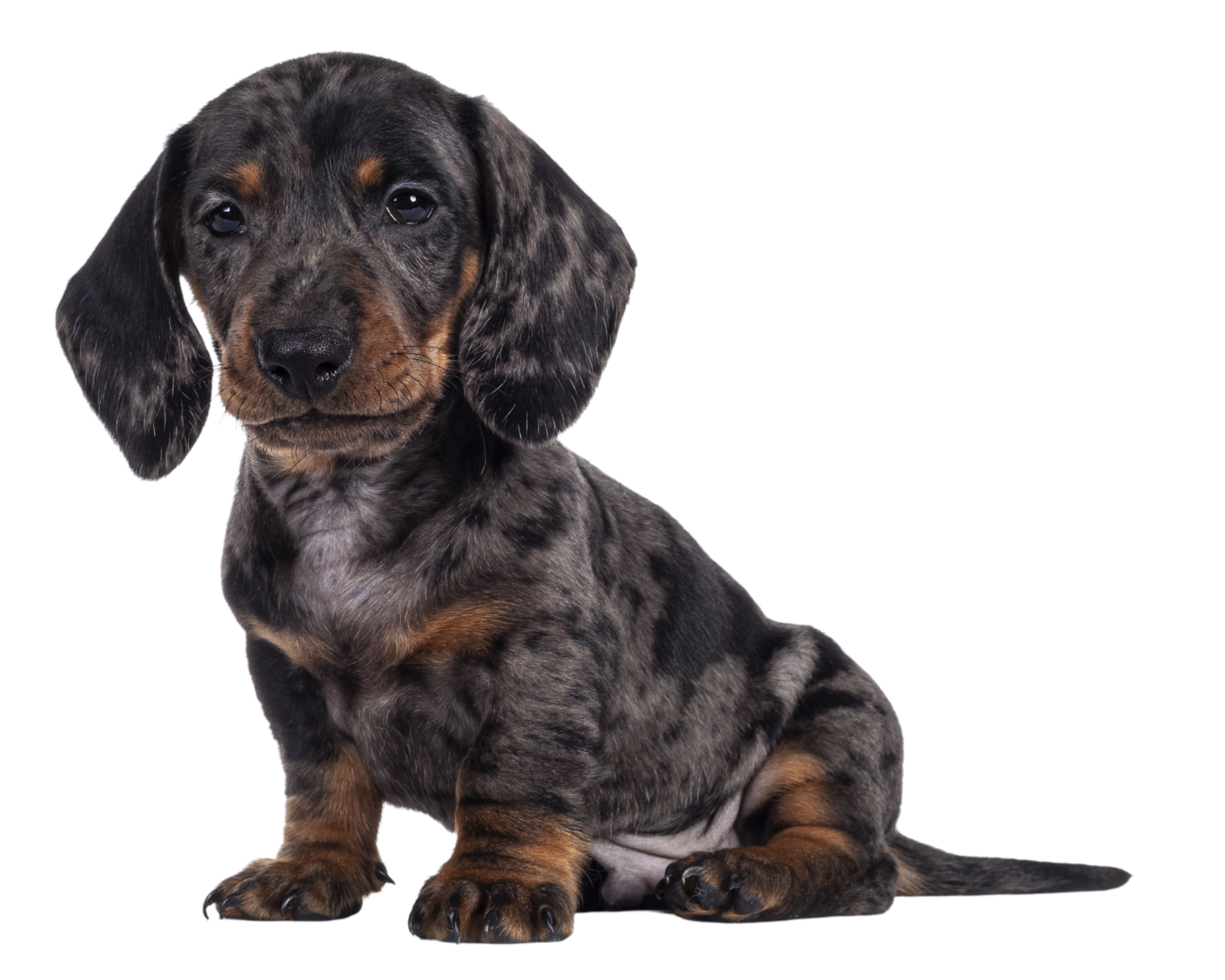 A cute, young, black and tan dappled dachshund puppy sitting against a black background.