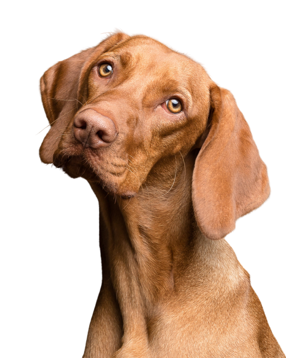 Close-up of a brown dog with floppy ears and amber eyes, looking slightly to the side.