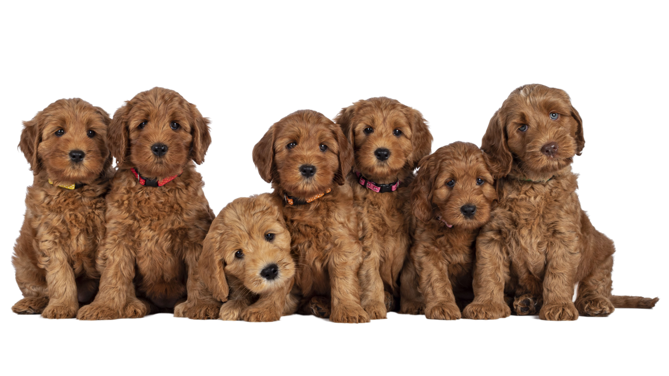 Group of seven adorable brown curly-haired puppies, some with colorful collars, sitting together on a black background.