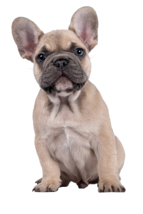 Cute French Bulldog puppy with large ears and blue eyes.