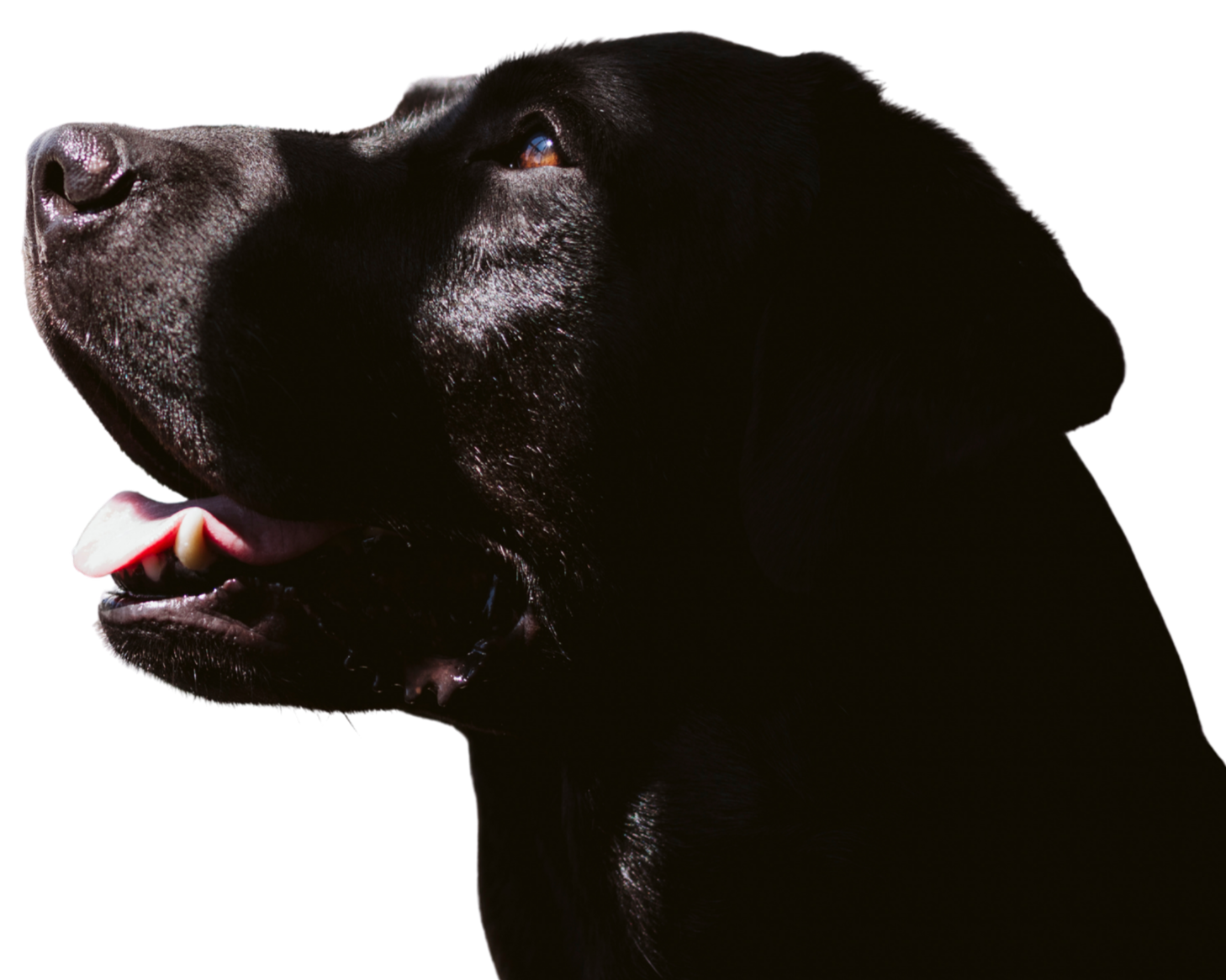 Profile of a black Labrador retriever dog with shiny fur, showing its snout, mouth, and eye against a black background.