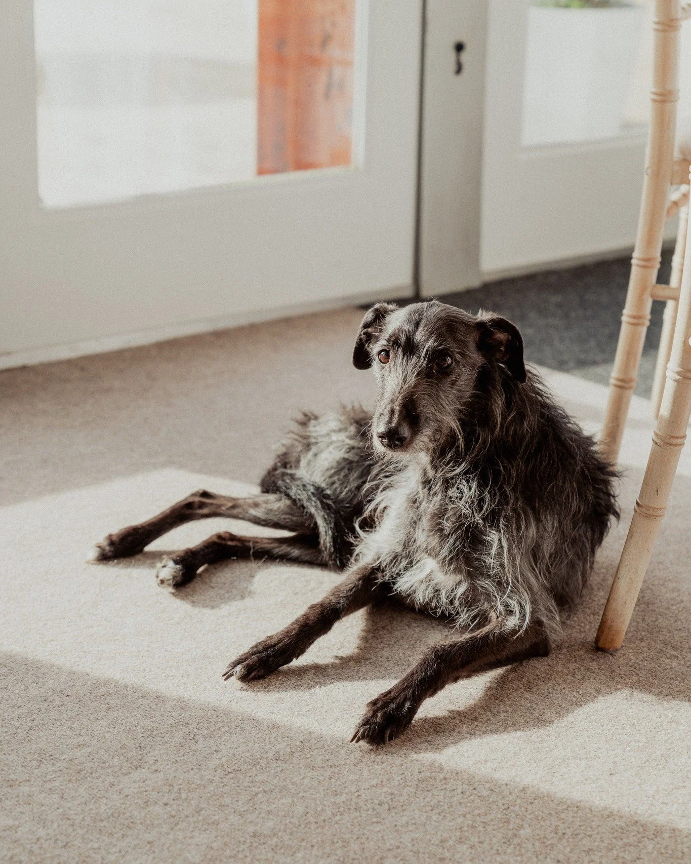 Meet Sky 🐾

Official title: Head of Guest Relations (and Chief Treat Inspector) at Vallum Weddings.

Sky is part of the Vallum family and can often be found around the barn&hellip; just not on wedding days &mdash; those are strictly her days off.

W