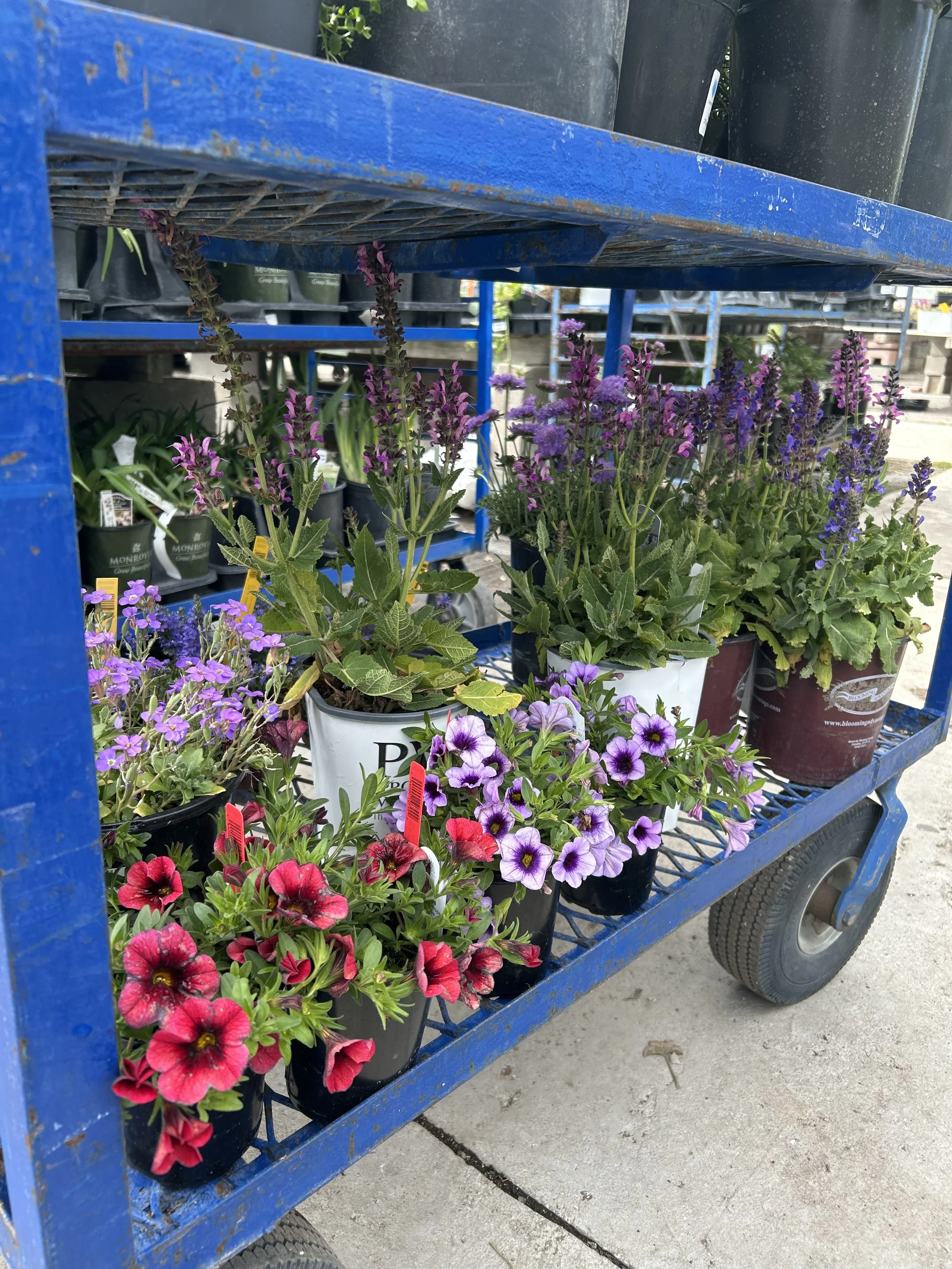 Plant shopping
