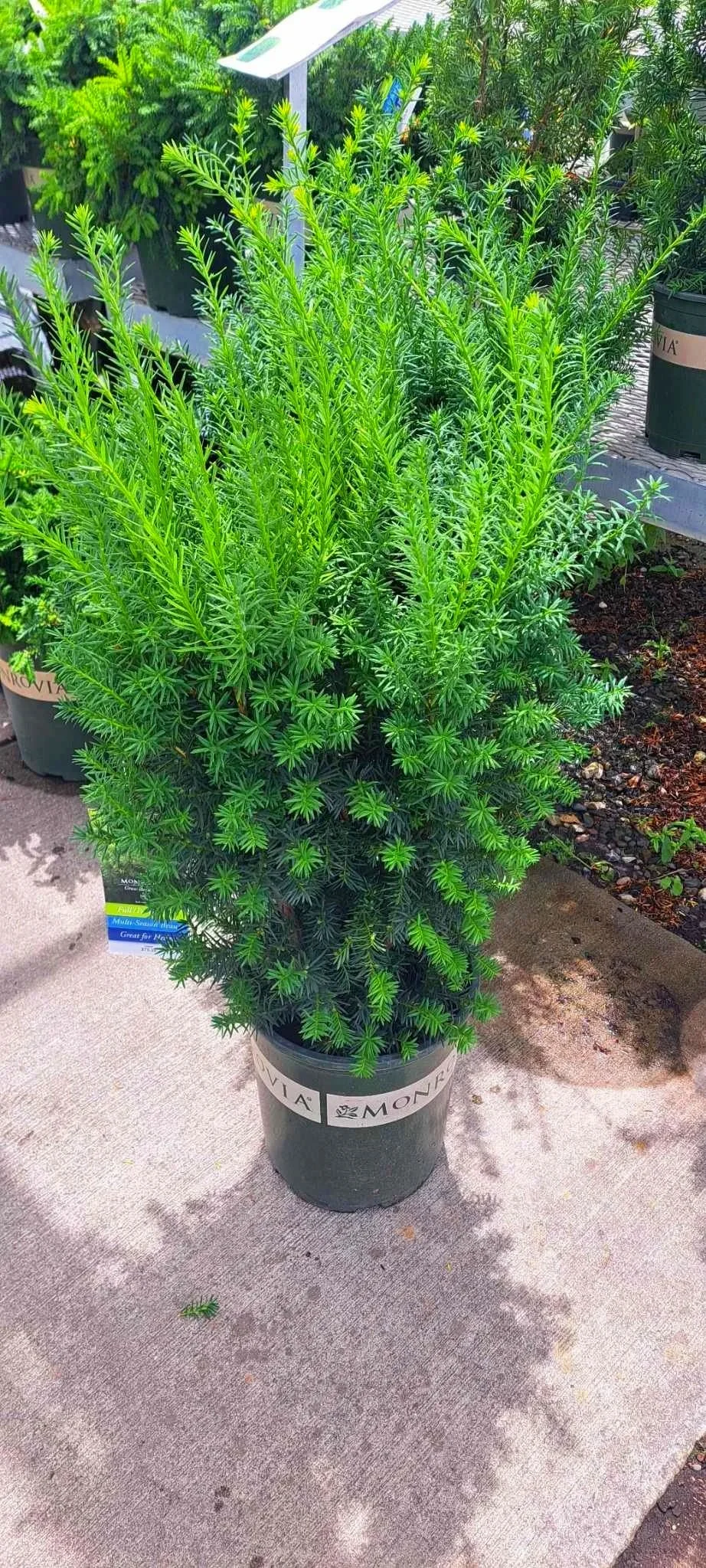Professional plant and flower installation service in Salt Lake City, Utah, by L and B Landscaping.