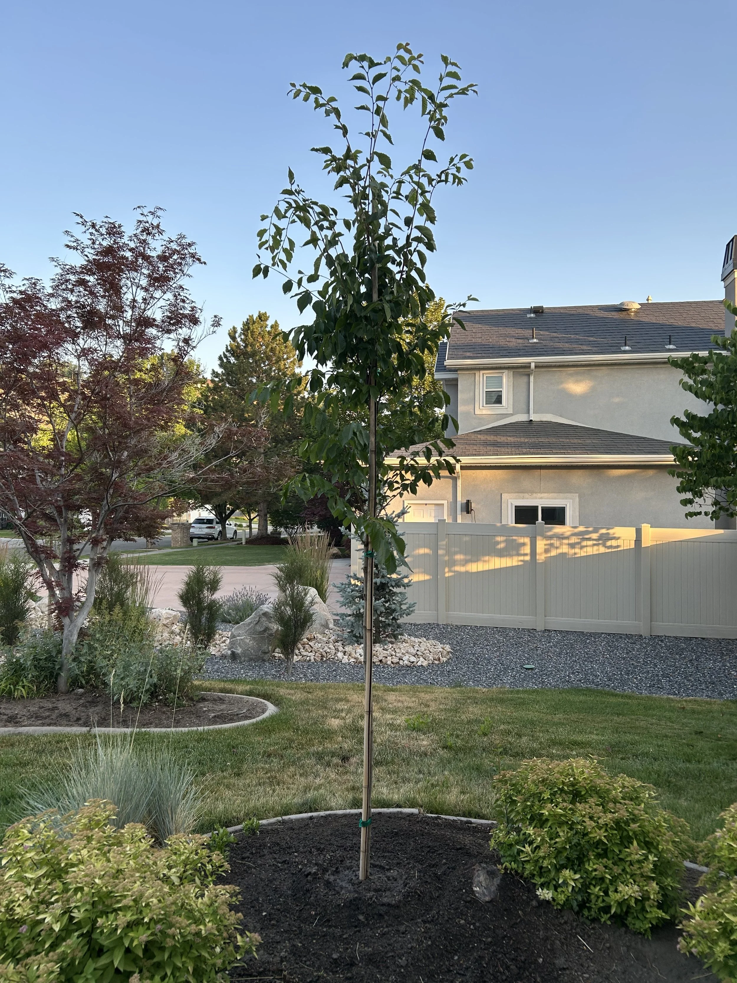 Plant a tree